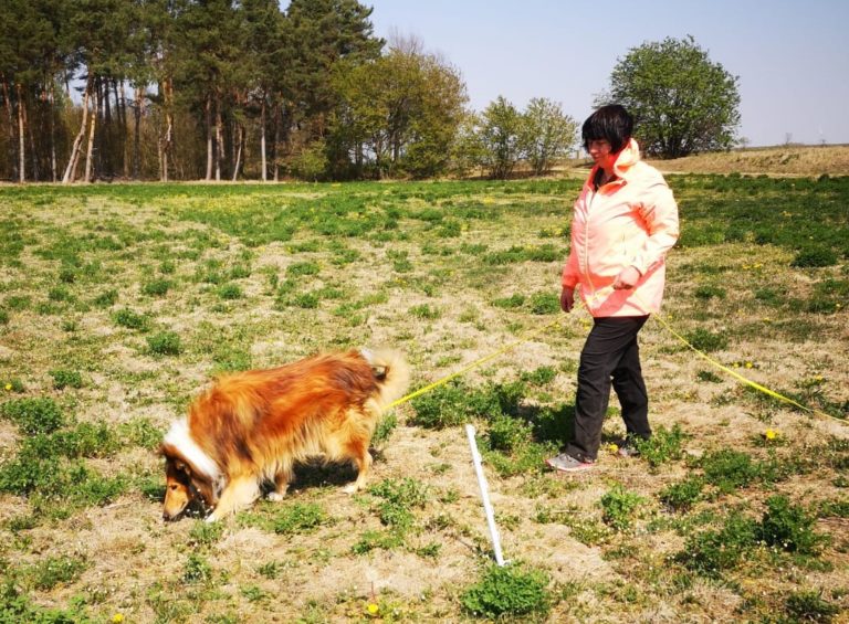 Fährtenarbeit Hundesportverein Gardelegen e V Waldschnibbe